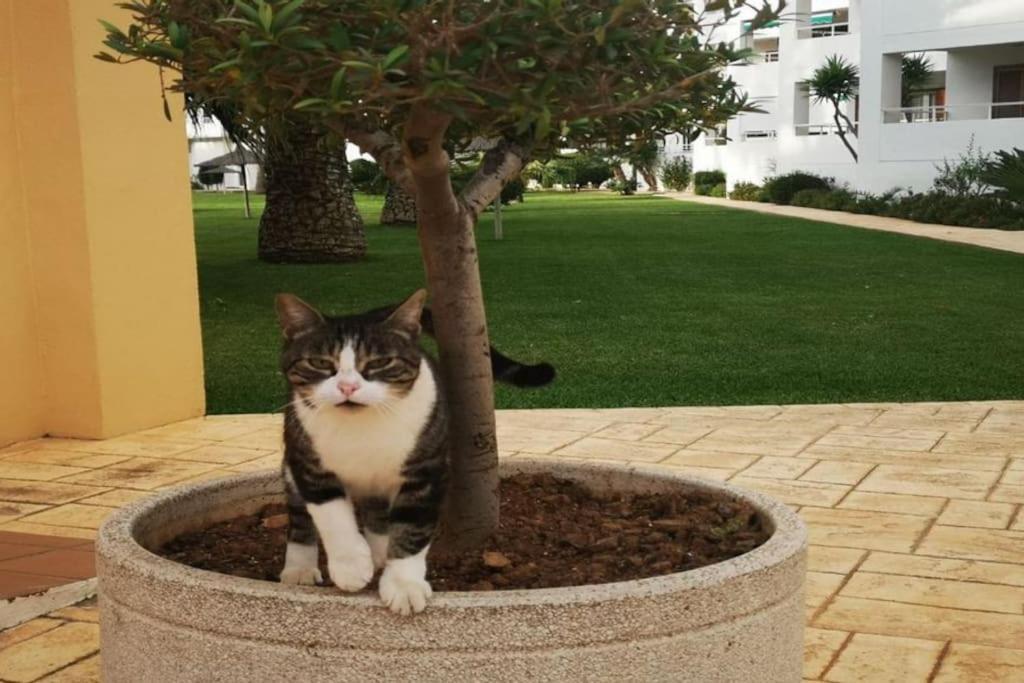 Casa En Urb. Con La Piscina Mas Grande De Javea. Eksteriør bilde